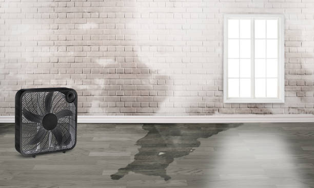 Best 24/7 water damage repair  in Sunman, IN